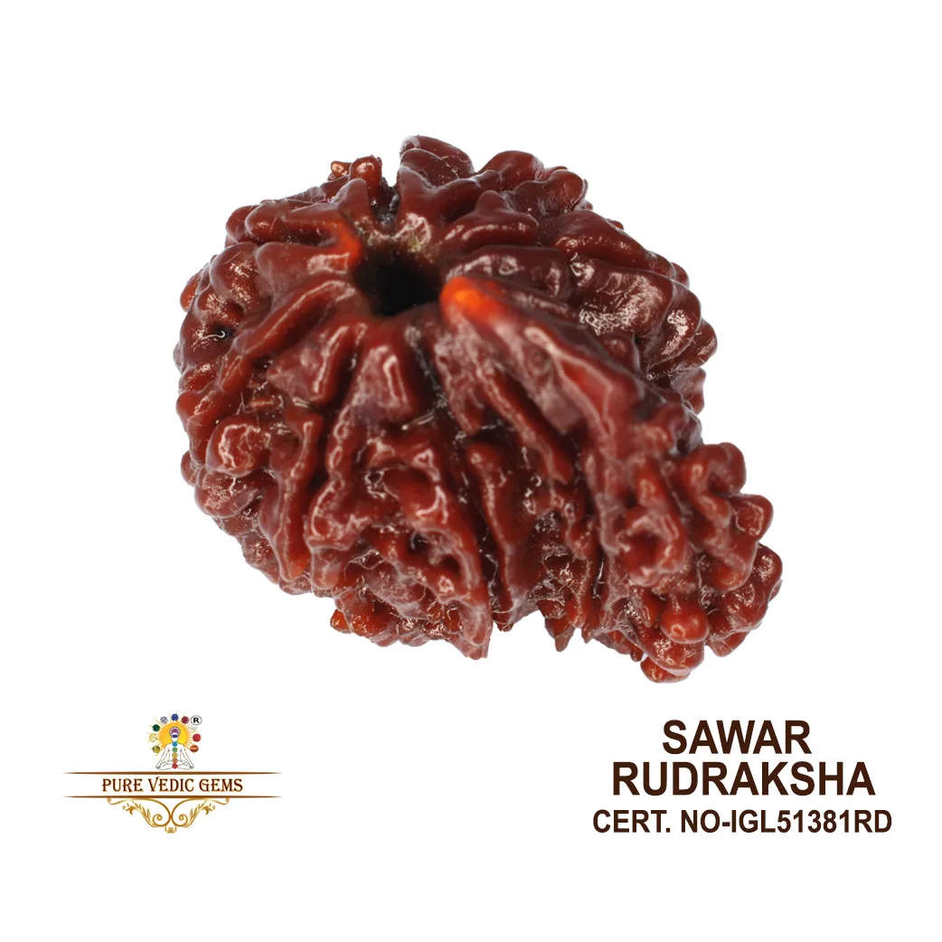 Sawar Rudraksha (3.101g)