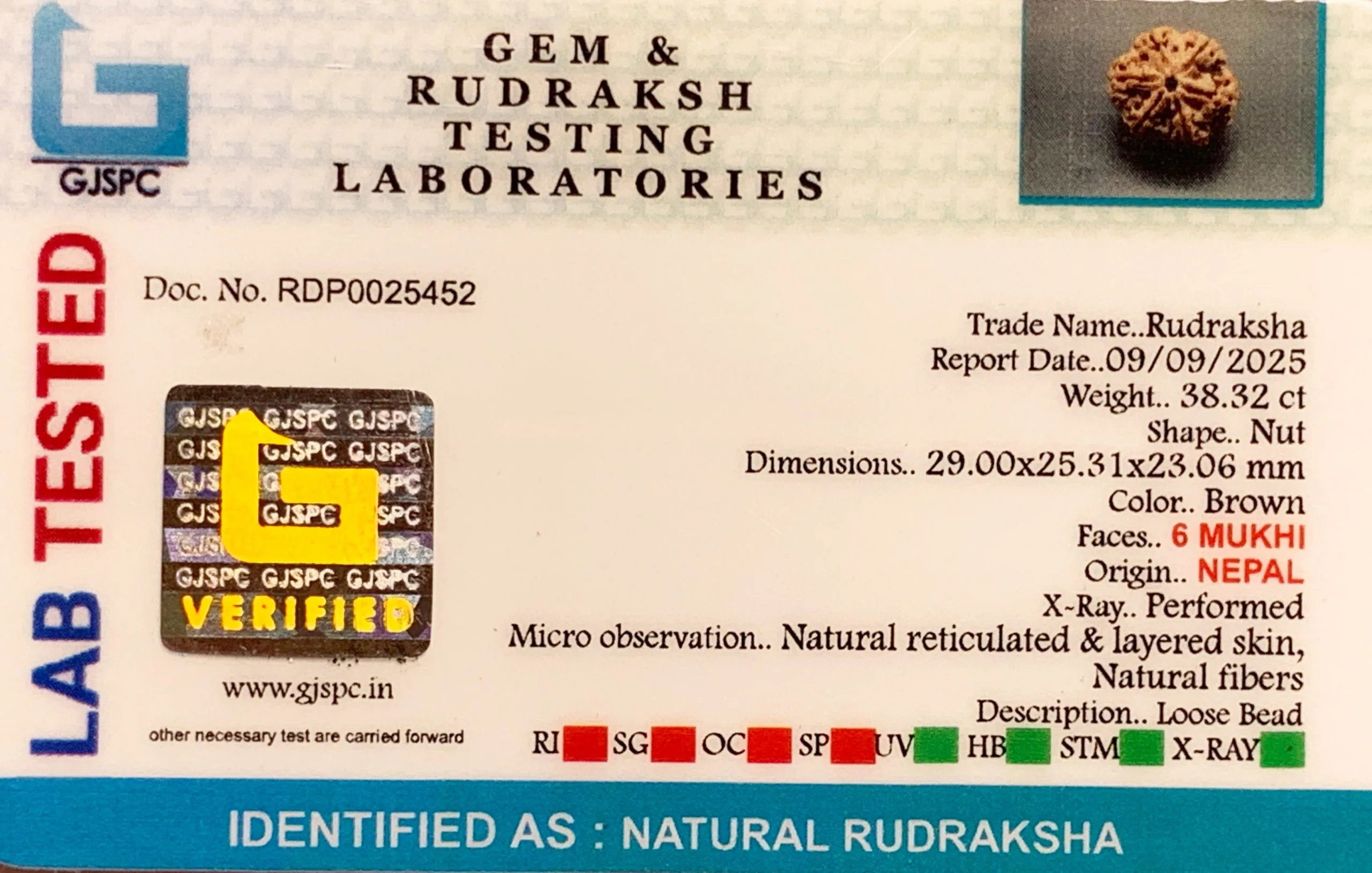 6 Mukhi Rudraksha (7.664g) view 2