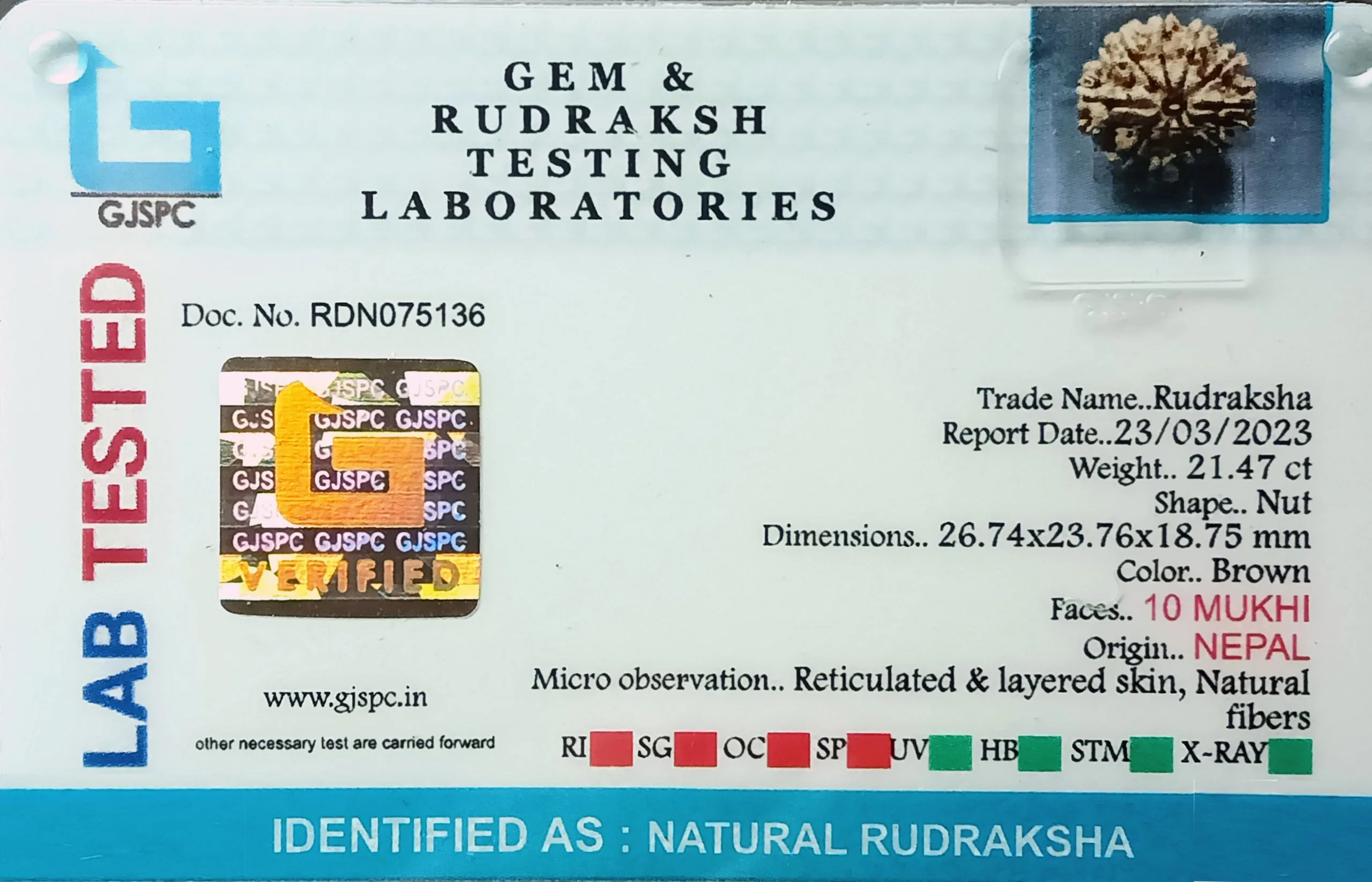 10 Mukhi Rudraksha (4.249g) view 2