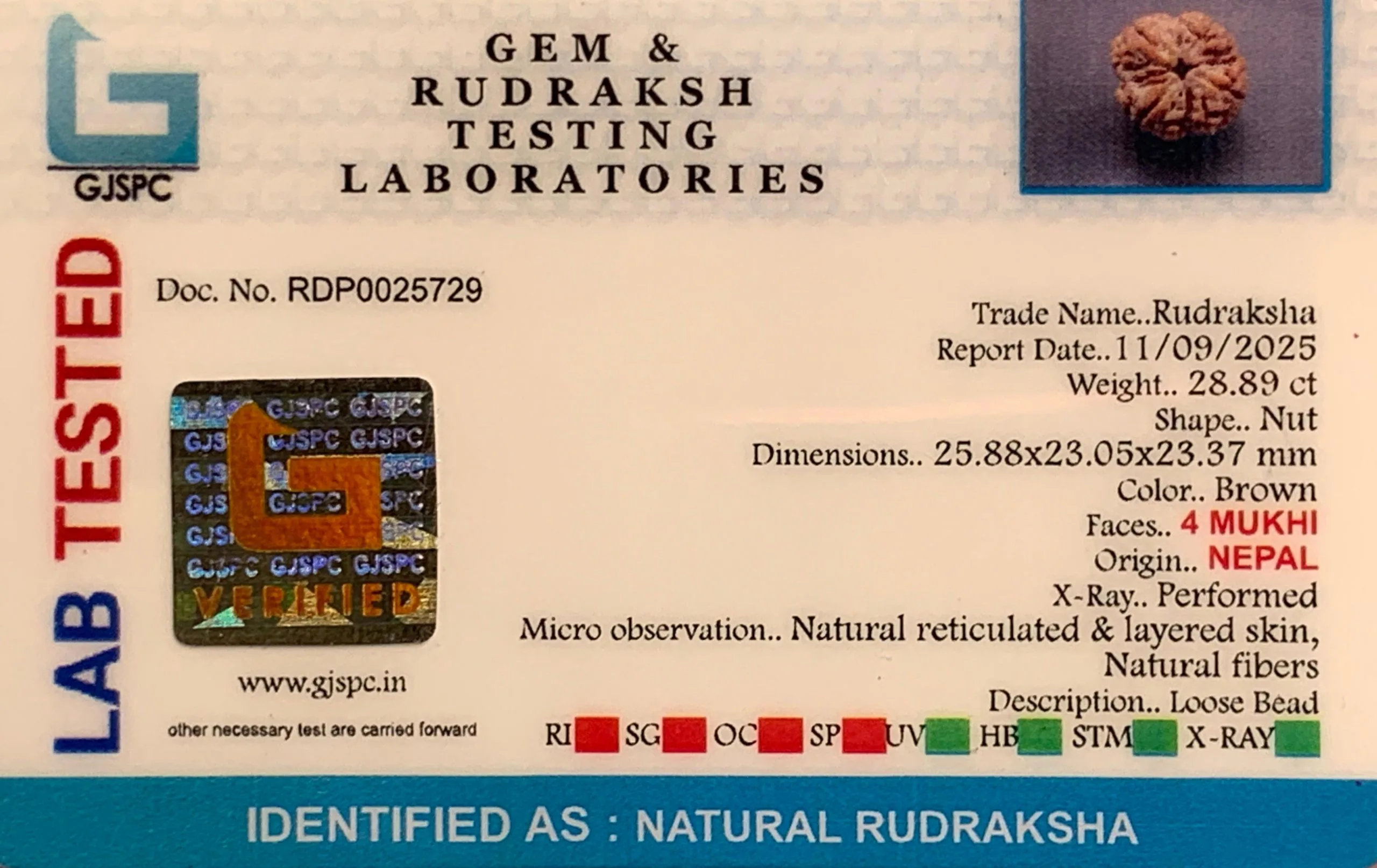 4 Mukhi Rudraksha (5.778g) view 2