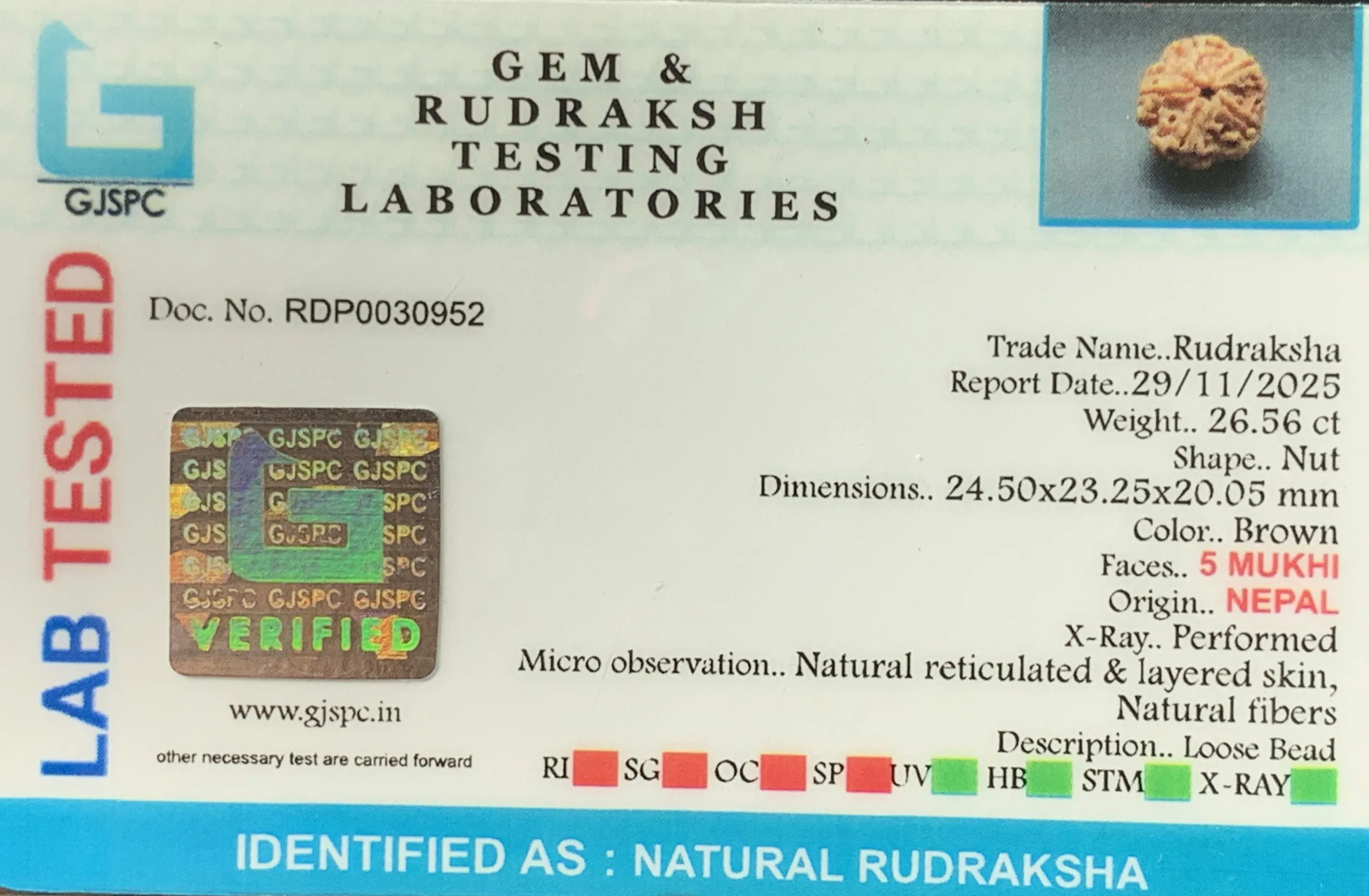 5 Mukhi Rudraksha (5.330g) view 2