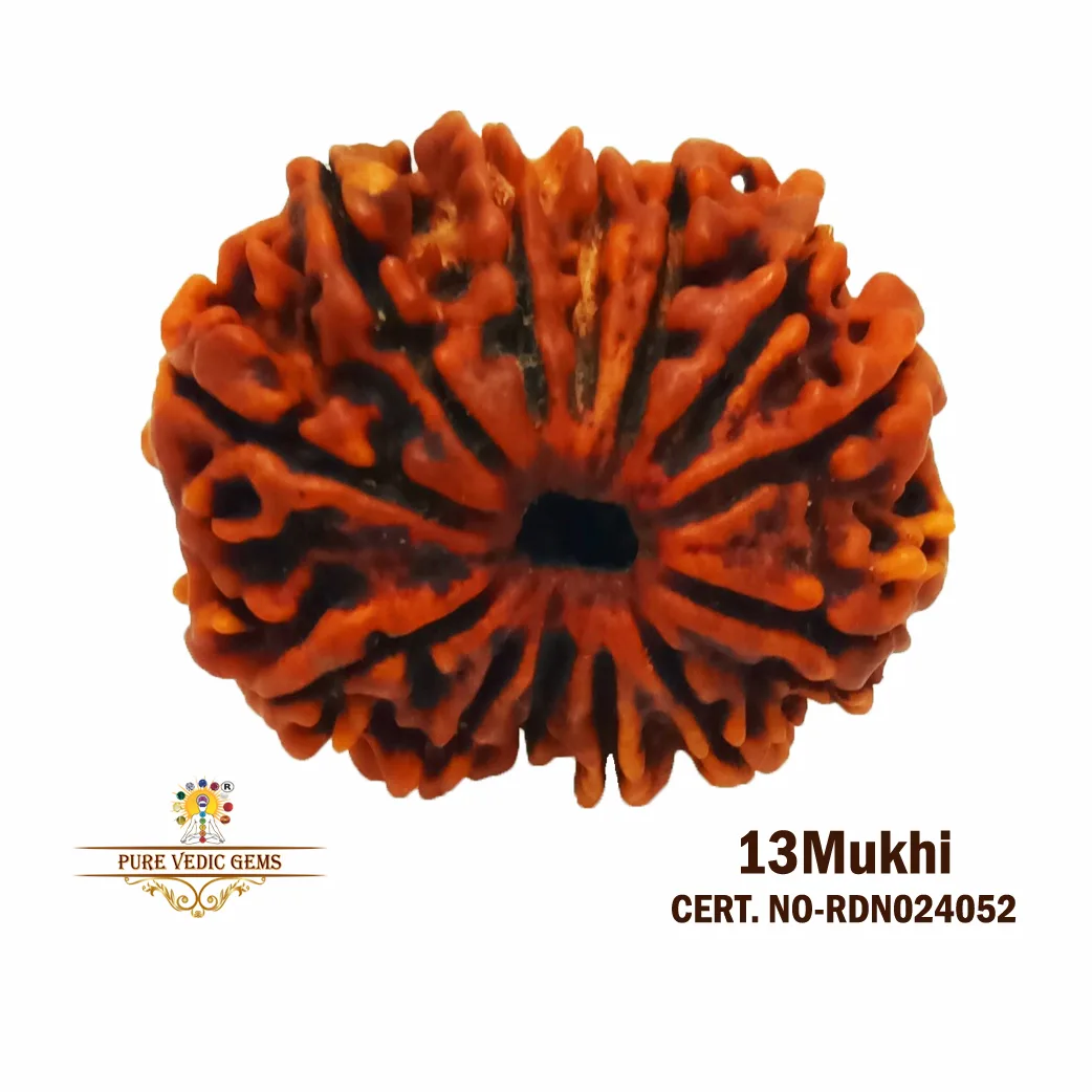 13 Mukhi Rudraksha (1.916g)