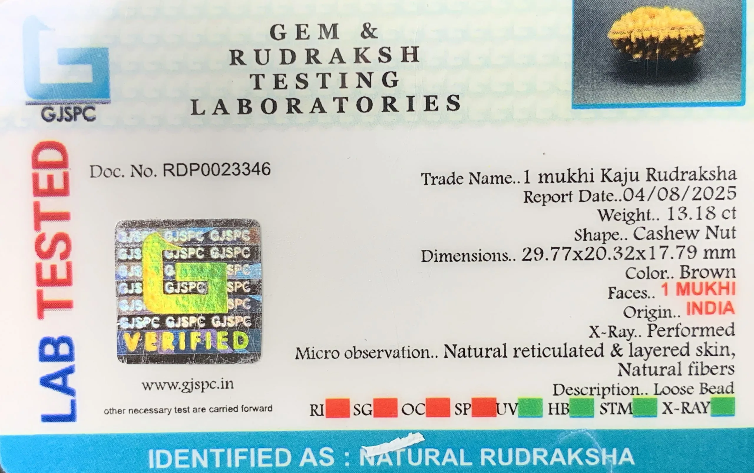 1 Mukhi Rudraksha (2.636g) view 2