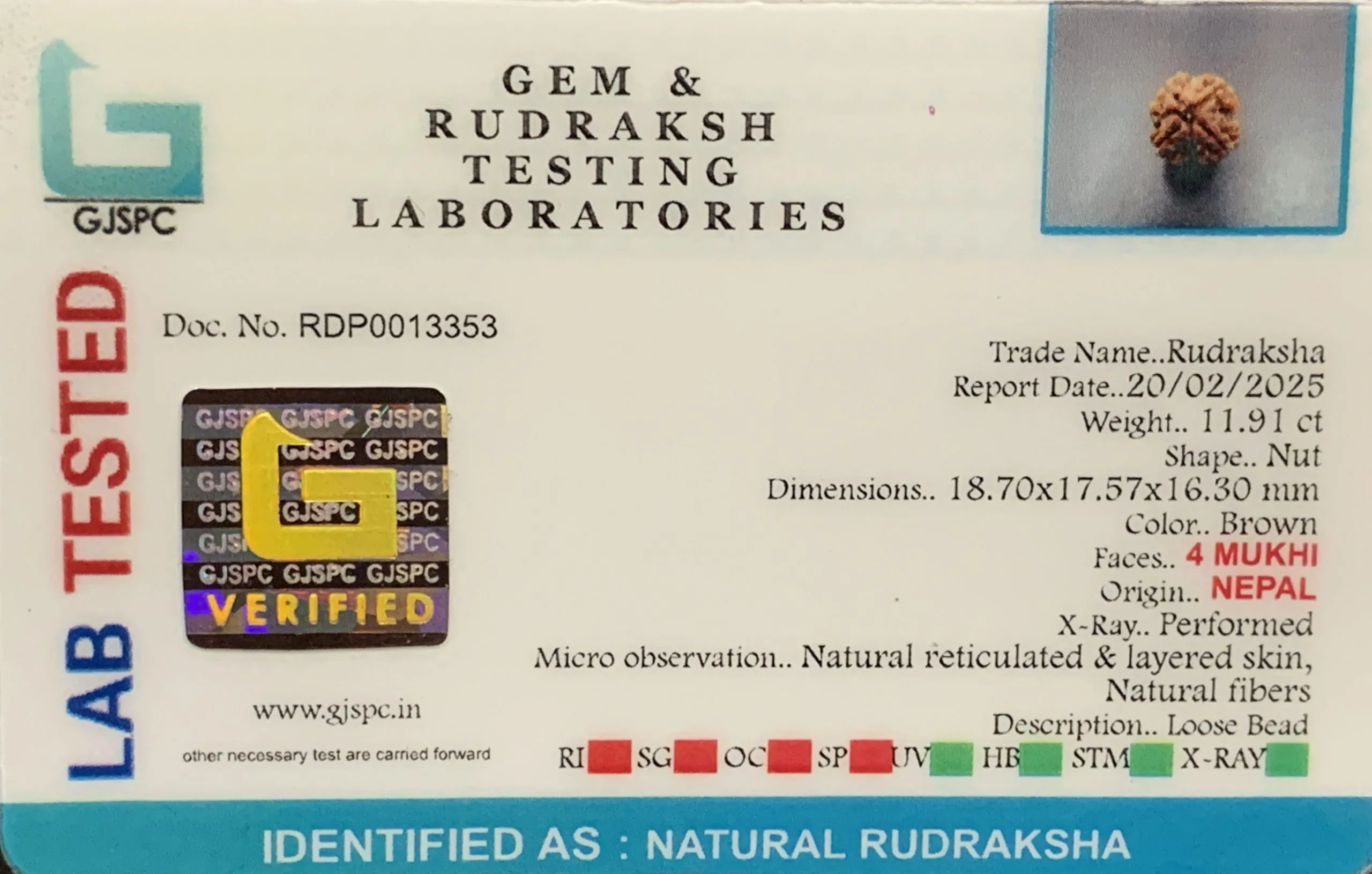 4 Mukhi Rudraksha (2.382g) view 2