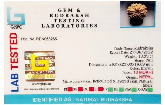 10 Mukhi Rudraksha (3.878g) view 2