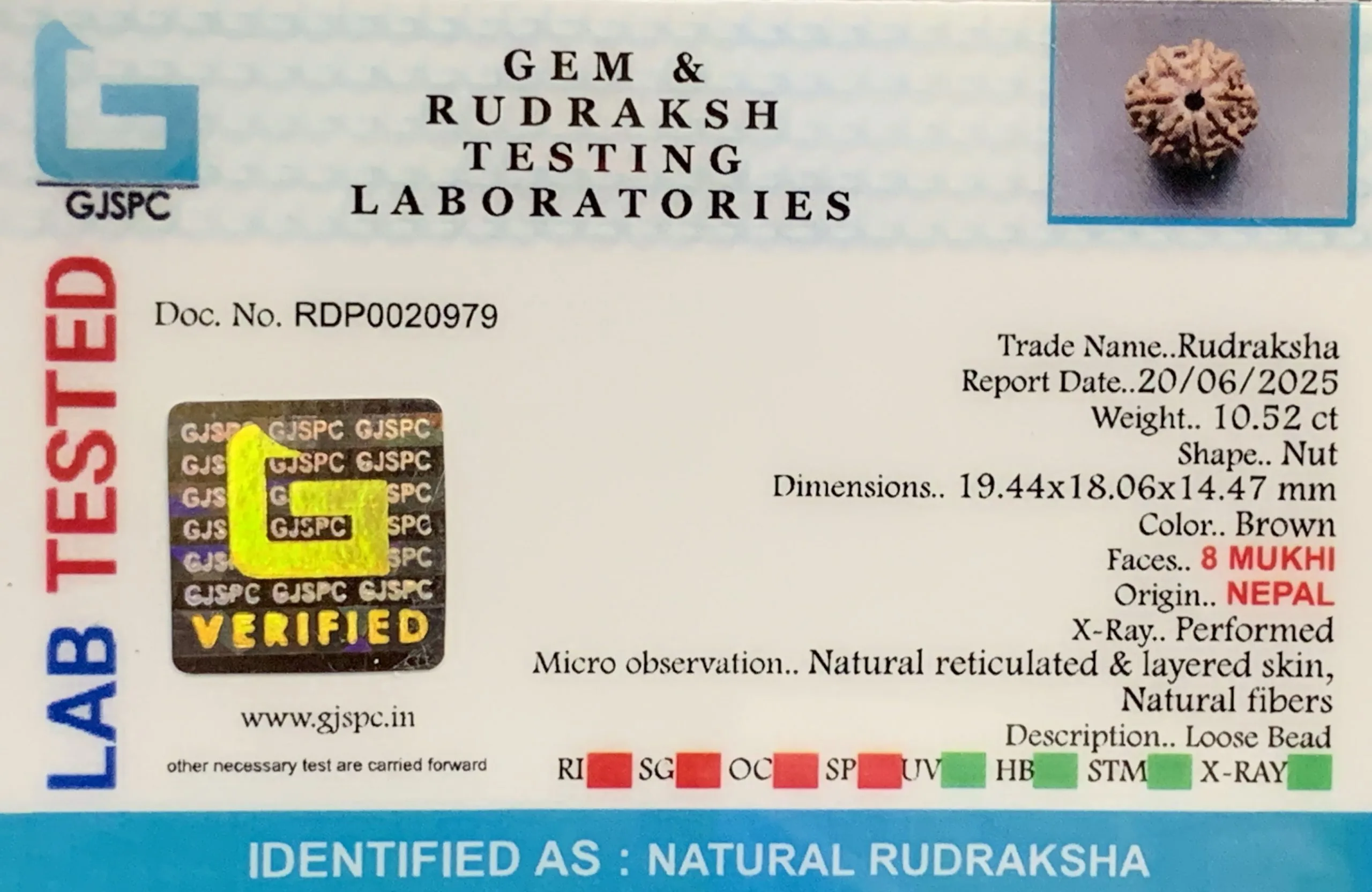 8 Mukhi Rudraksha (2.104mg) view 2