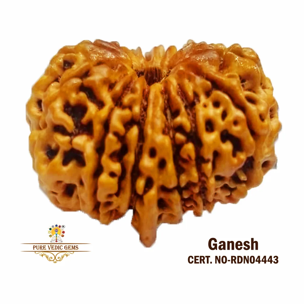Ganesh Rudraksha (2.662g)