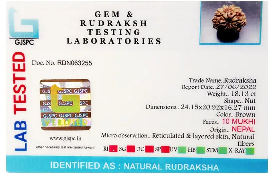10 Mukhi Rudraksha (3.626g) view 2