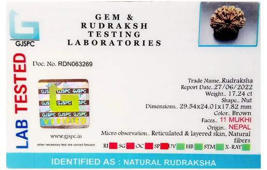 11 Mukhi Rudraksha (3.448g) view 2