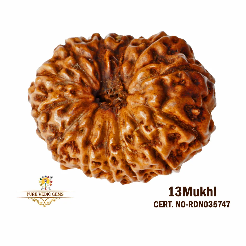 13 Mukhi Rudraksha (2.052g)