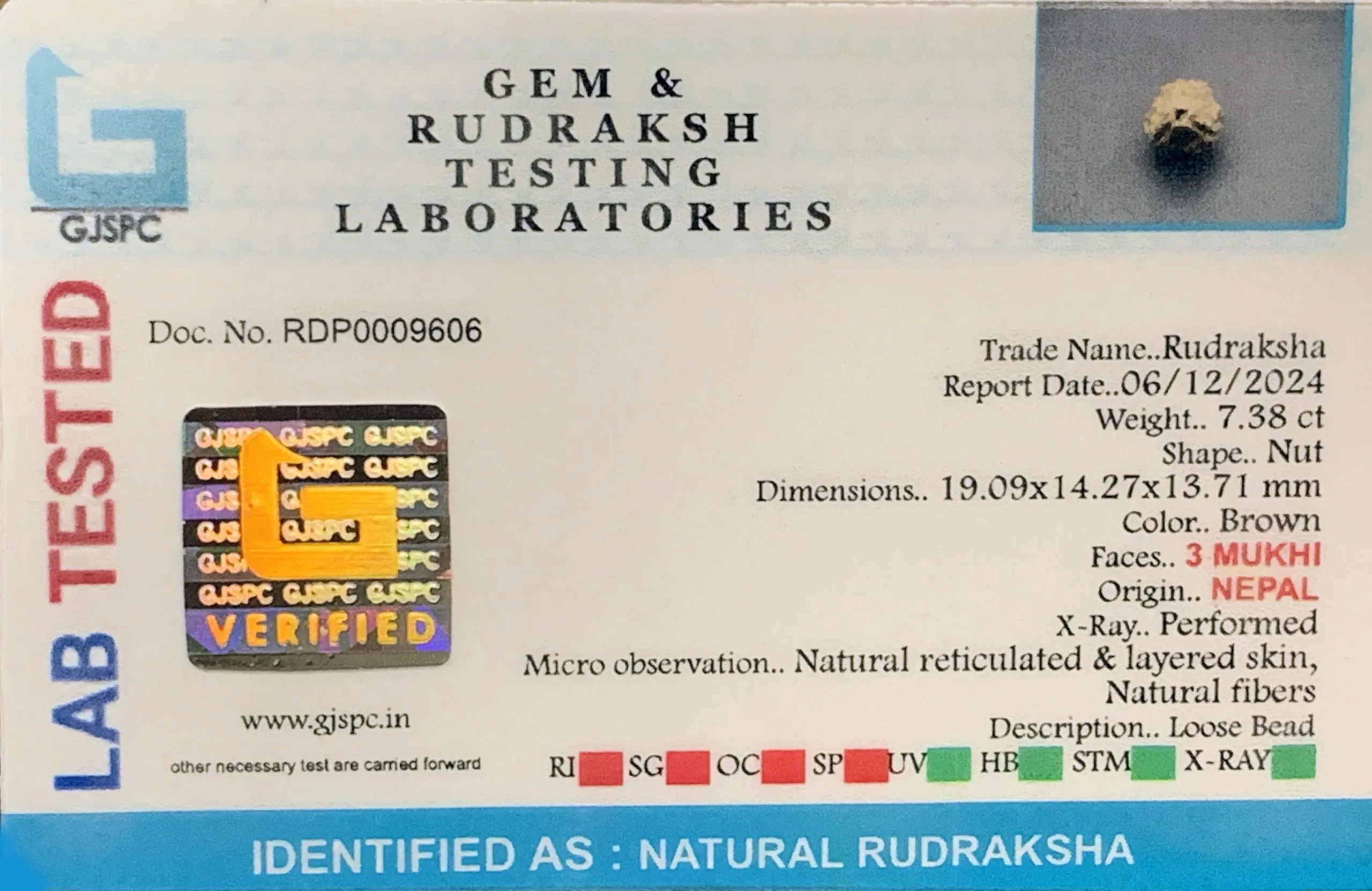 3 MUKHI Rudraksha (1.476g) view 2
