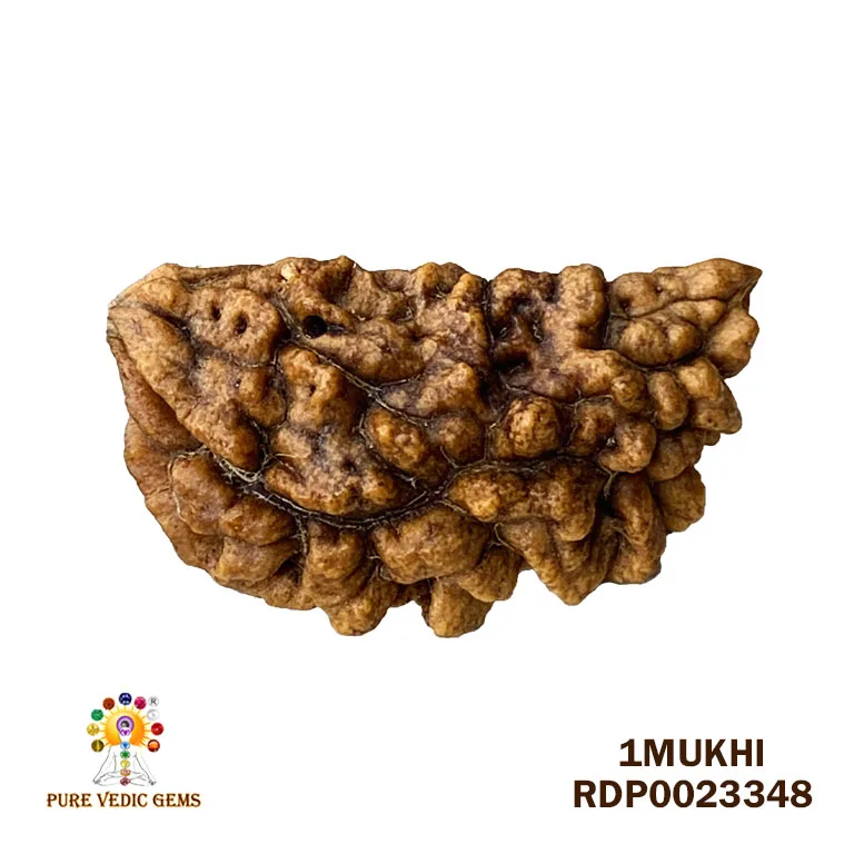 1 Mukhi Rudraksha (2.978g)