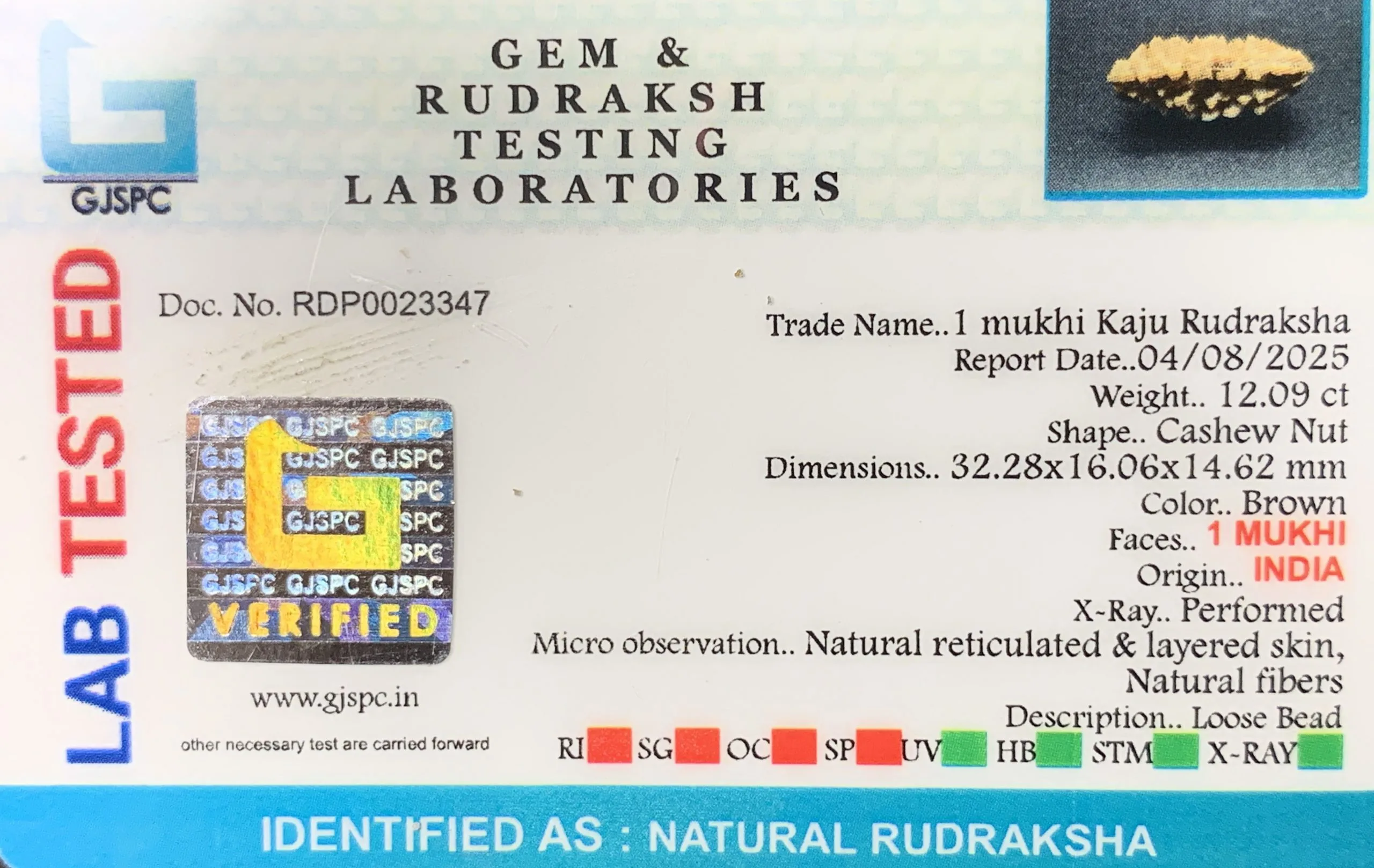 1 Mukhi Rudraksha (2.418g) view 2