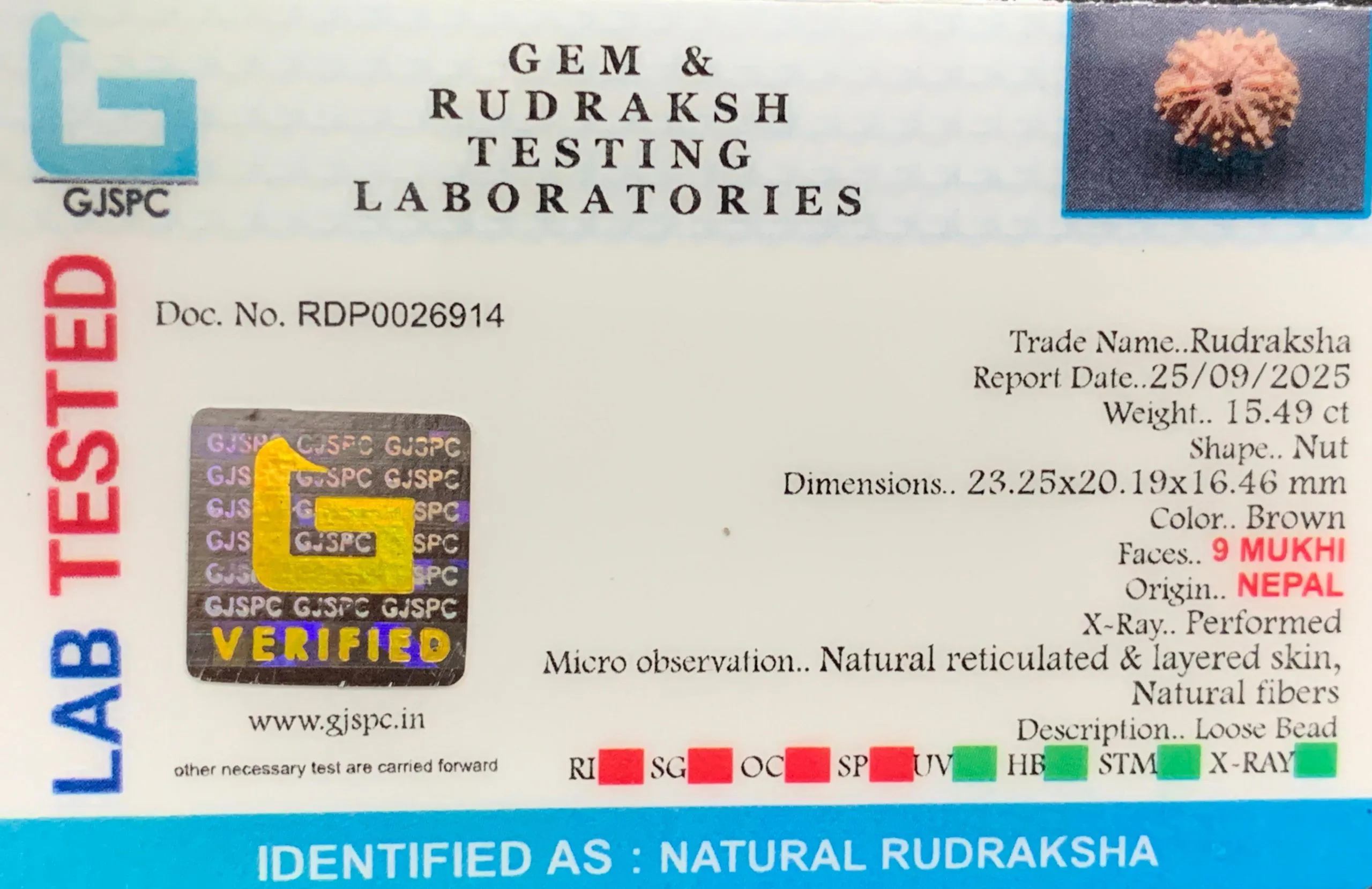 9 Mukhi Rudraksha (3.098g) view 2