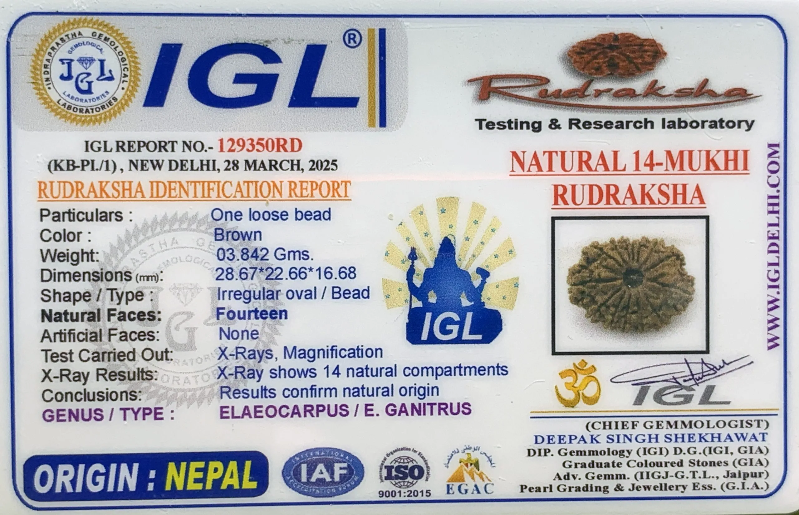 14Mukhi Rudraksha (3.842mg) On Demand view 2