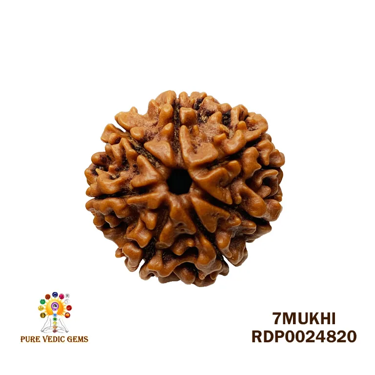 7 Mukhi Rudraksha (4.014g)
