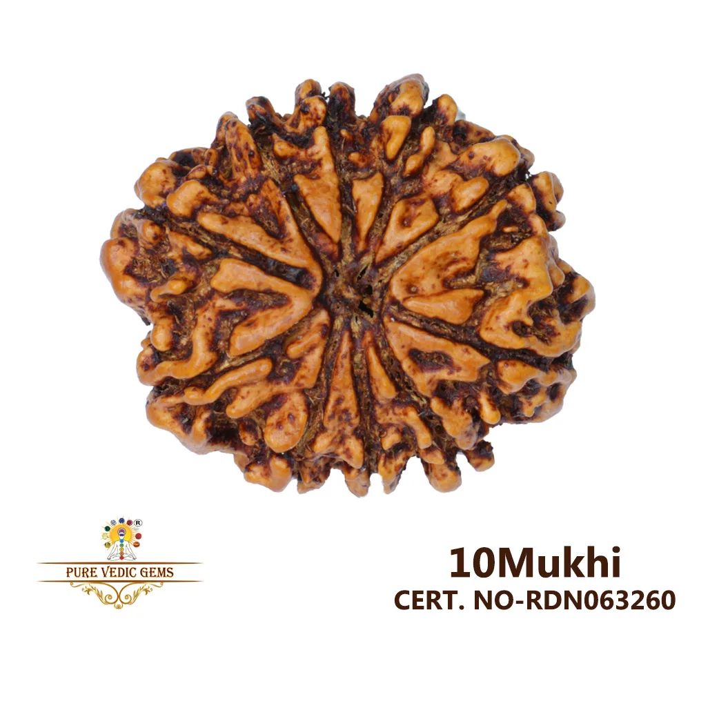 10 Mukhi Rudraksha (3.606g)