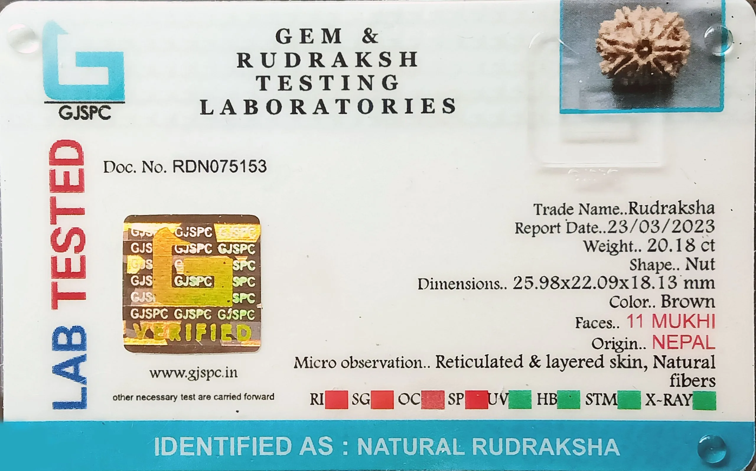 11 Mukhi Rudraksha (4.036g) view 2