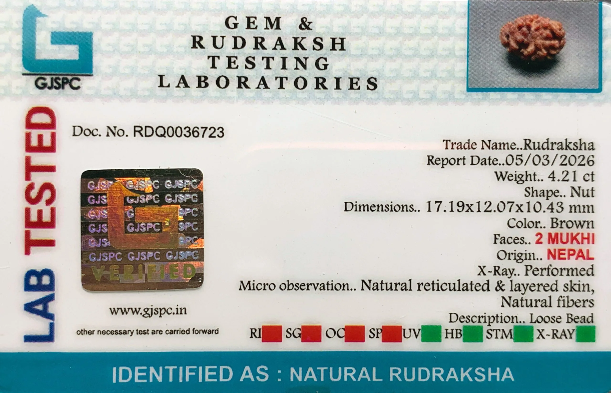 2 Mukhi Rudraksha (0.842g) view 2