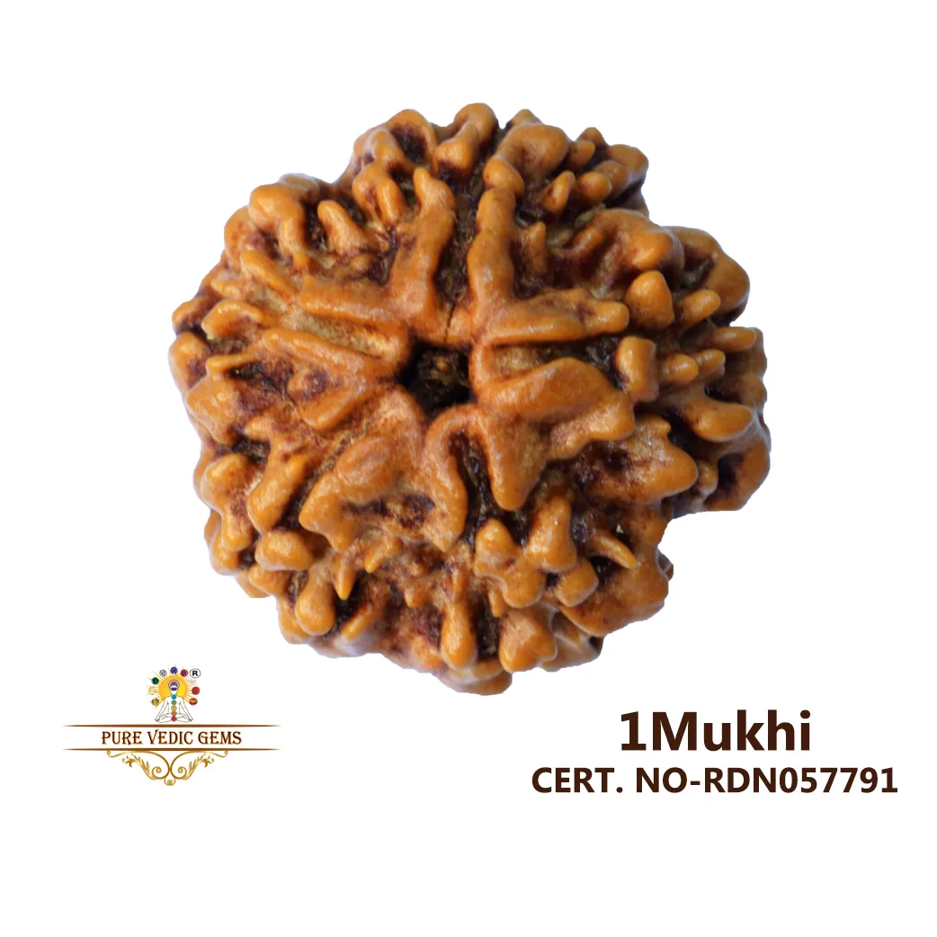 1 Mukhi Rudraksha (2.496g)