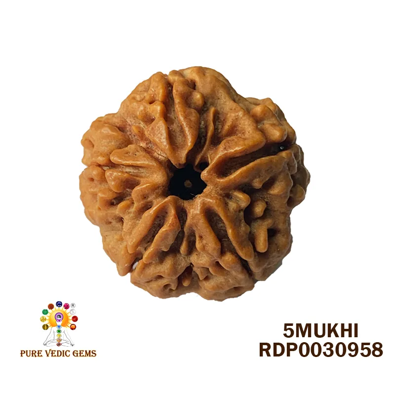 5 Mukhi Rudraksha (6.220g)