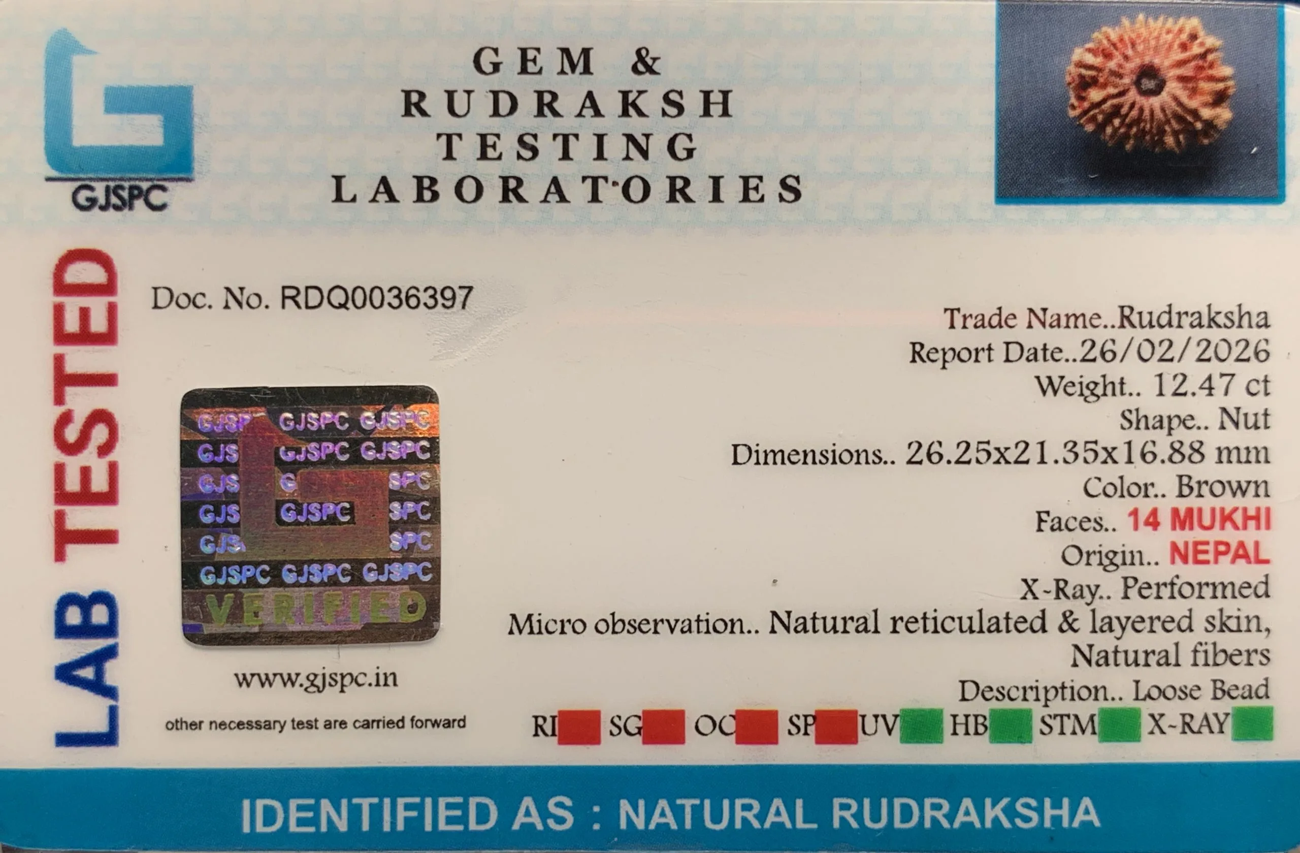 14 Mukhi Rudraksha (2.494g) view 2