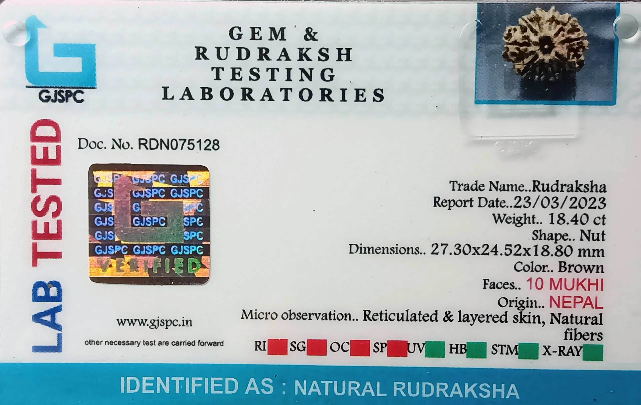 10 Mukhi Rudraksha (3.680g) view 2