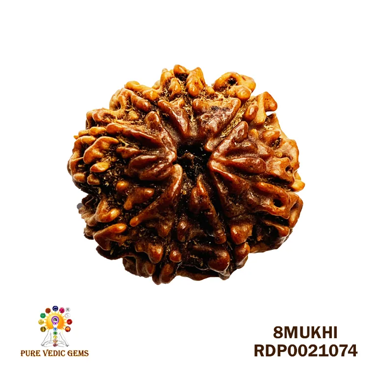 8 Mukhi Rudraksha (2.800mg)