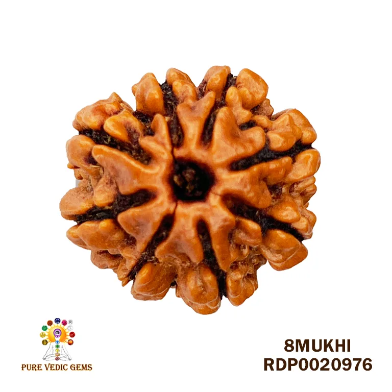 8 Mukhi Rudraksha (2.216mg)