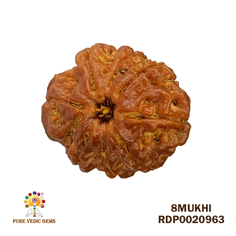 8 Mukhi Rudraksha (3.340mg)