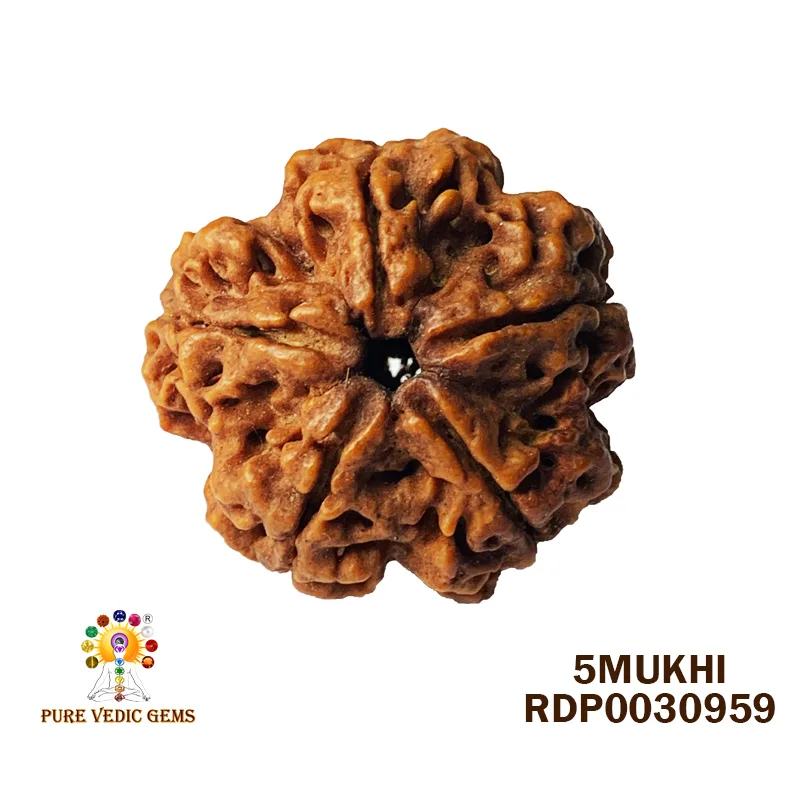5 Mukhi Rudraksha (5.734g)