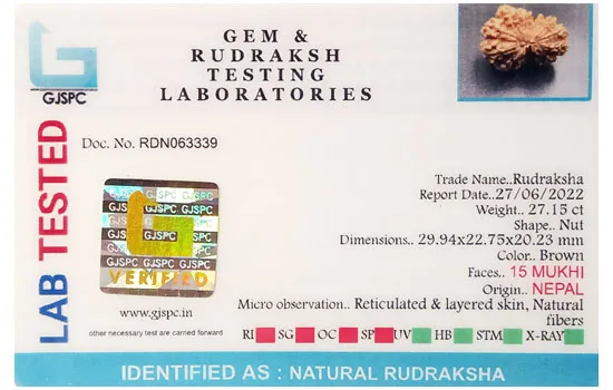 15 Mukhi Rudraksha (5.430g) view 2