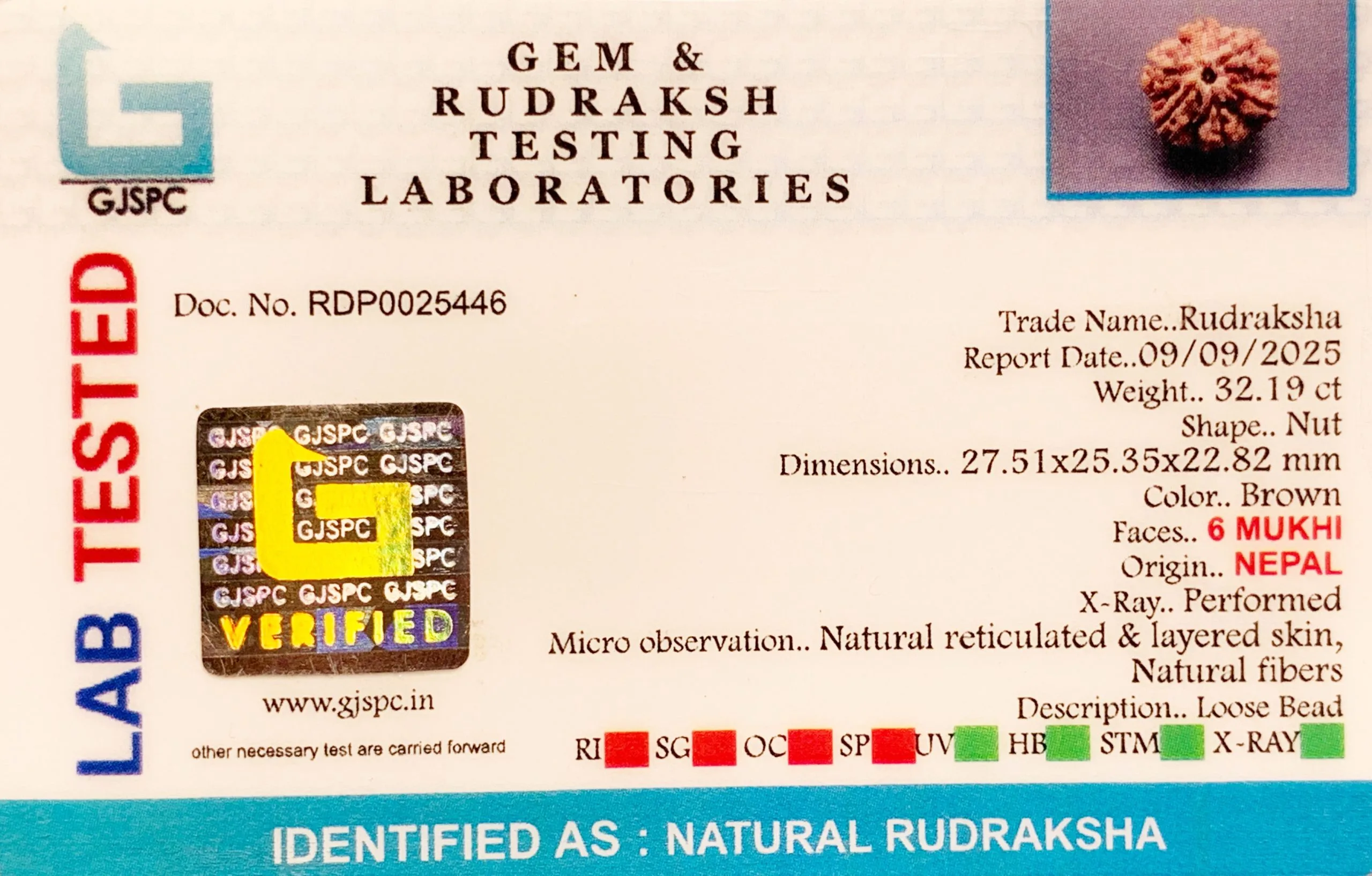 6 Mukhi Rudraksha (6.438g) view 2
