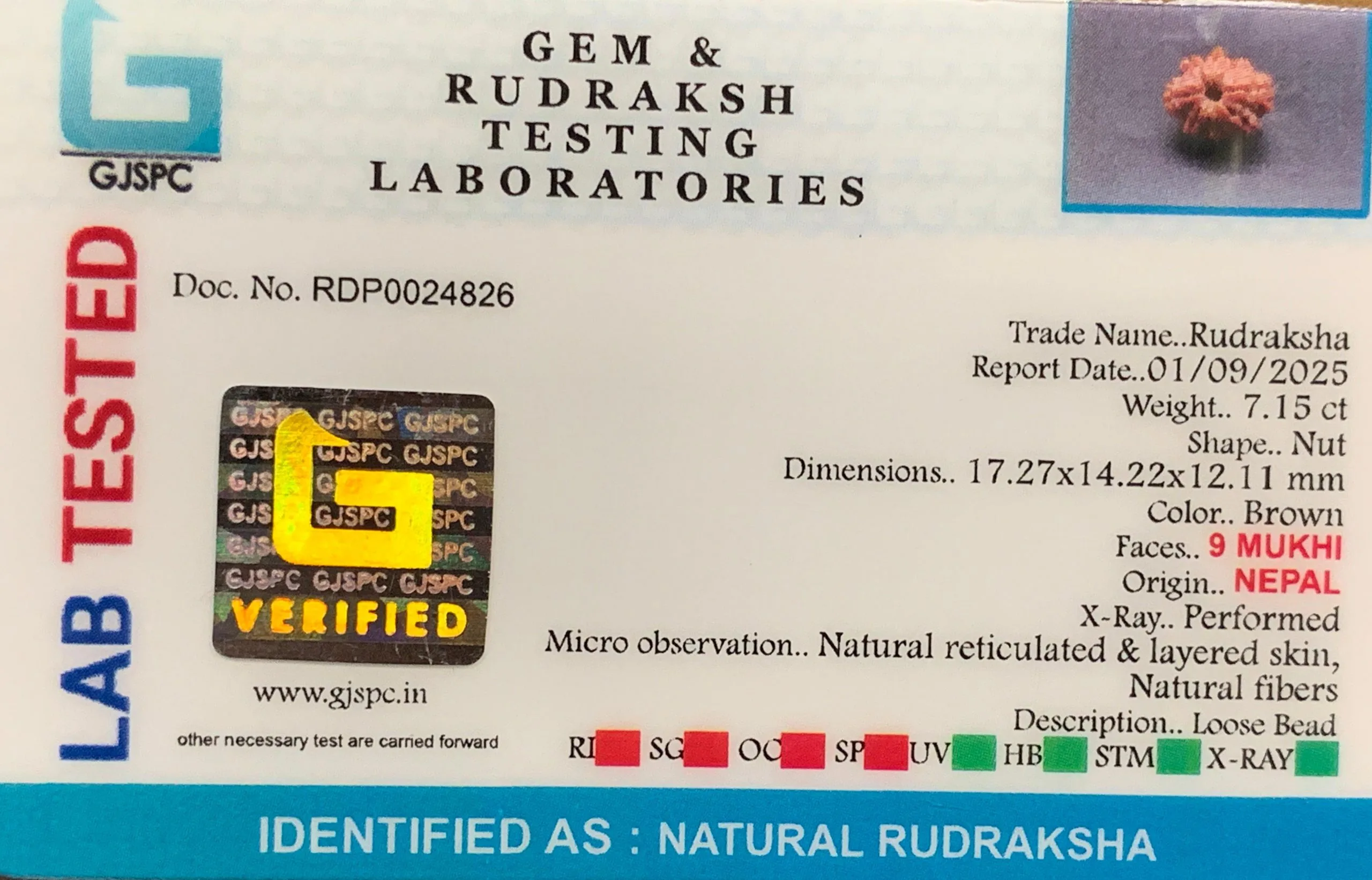 9 Mukhi Rudraksha (1.430g) view 2