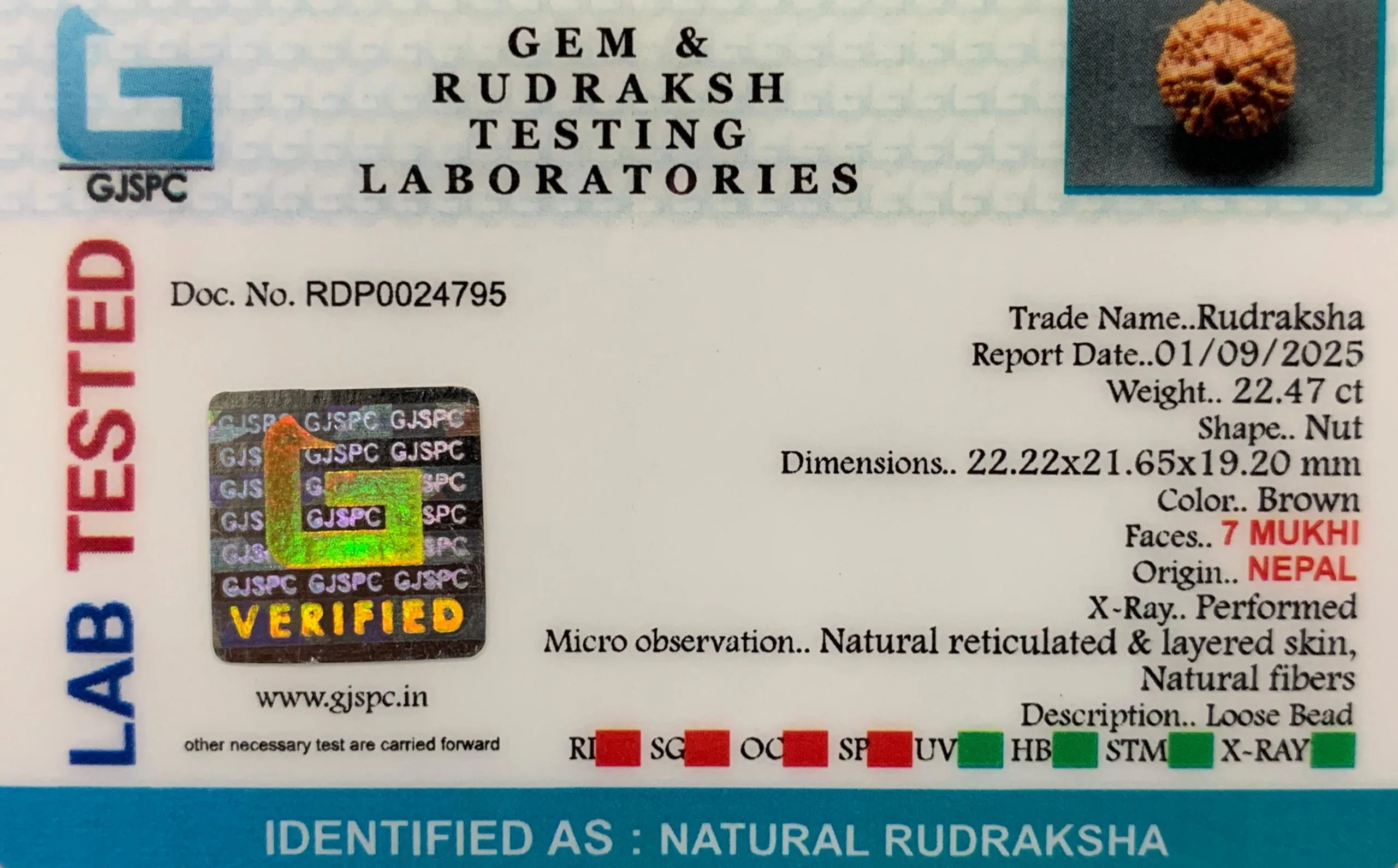 7 Mukhi Rudraksha (4.494g) view 2