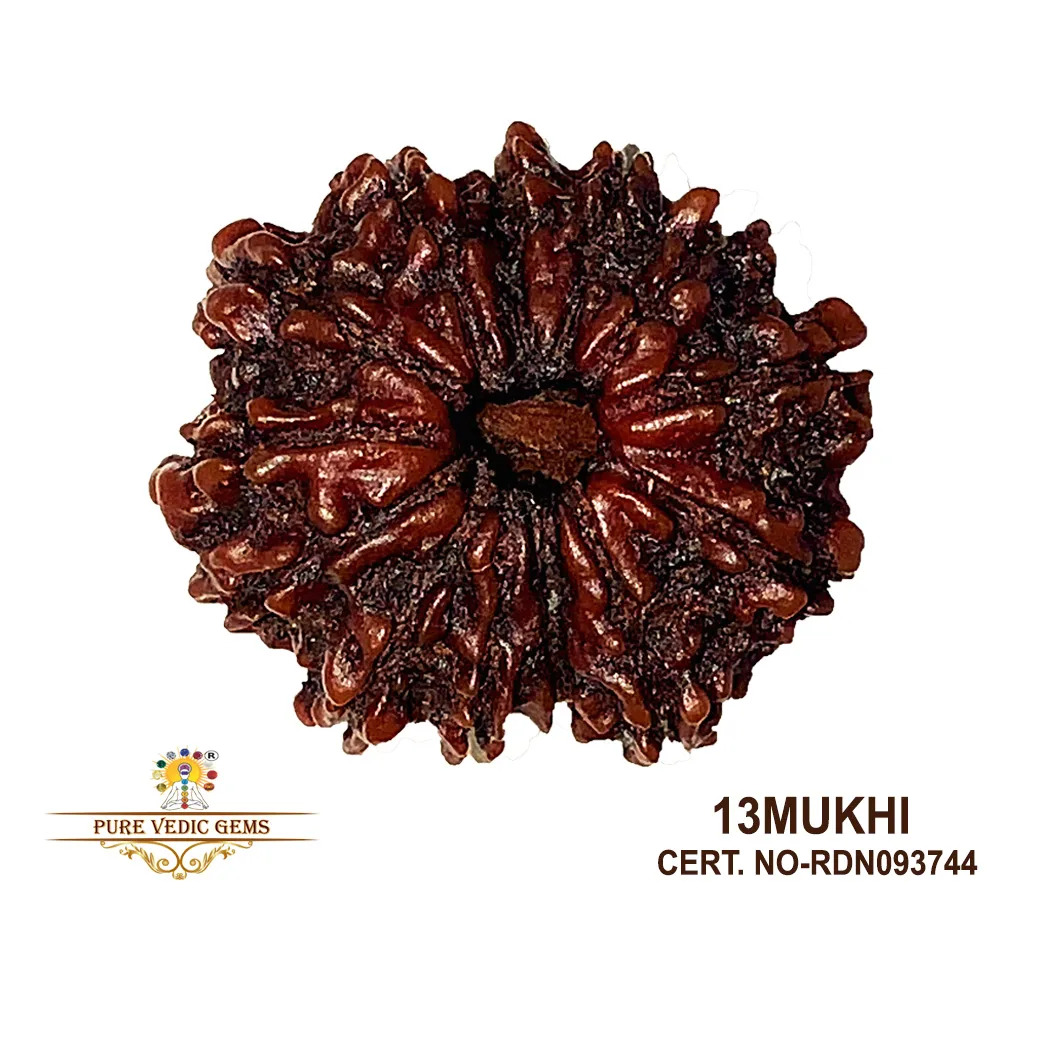 13 Mukhi Rudraksha (3.394g)