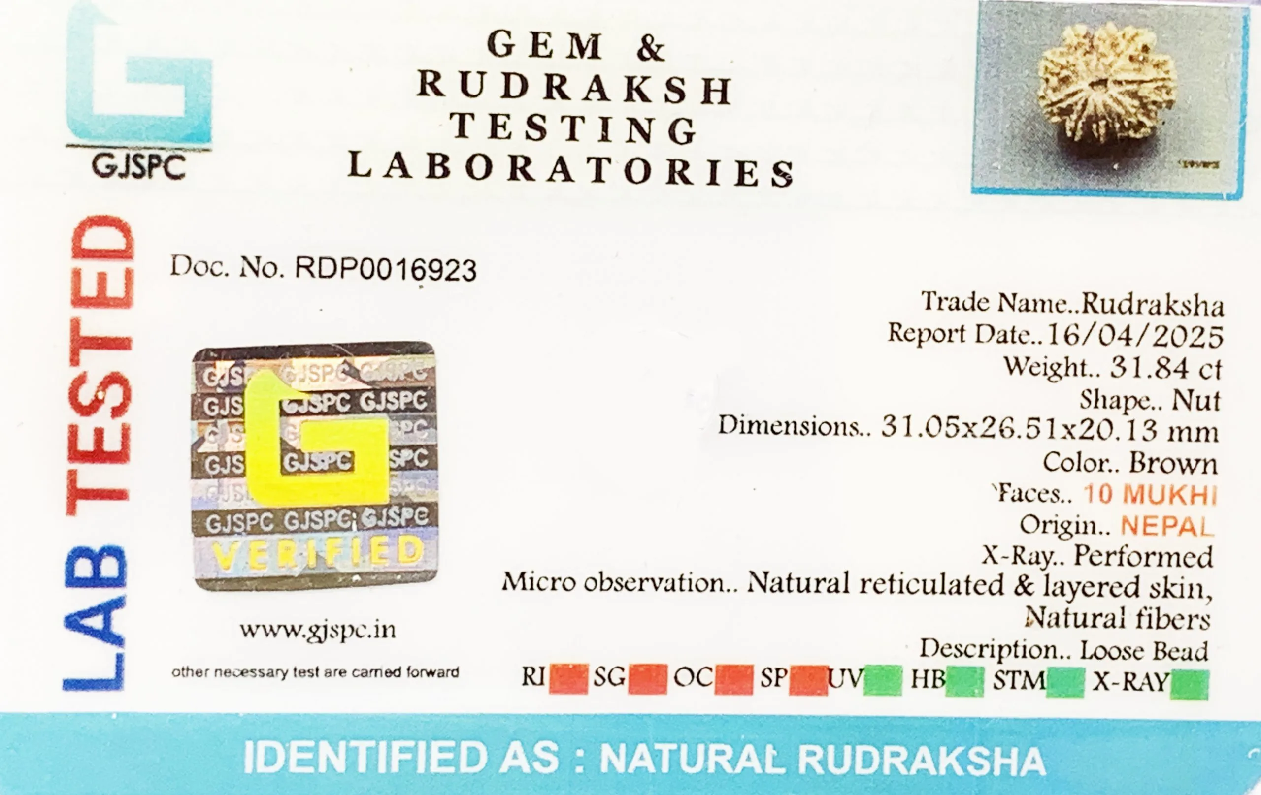 10 Mukhi Rudraksha (6.368g) view 2