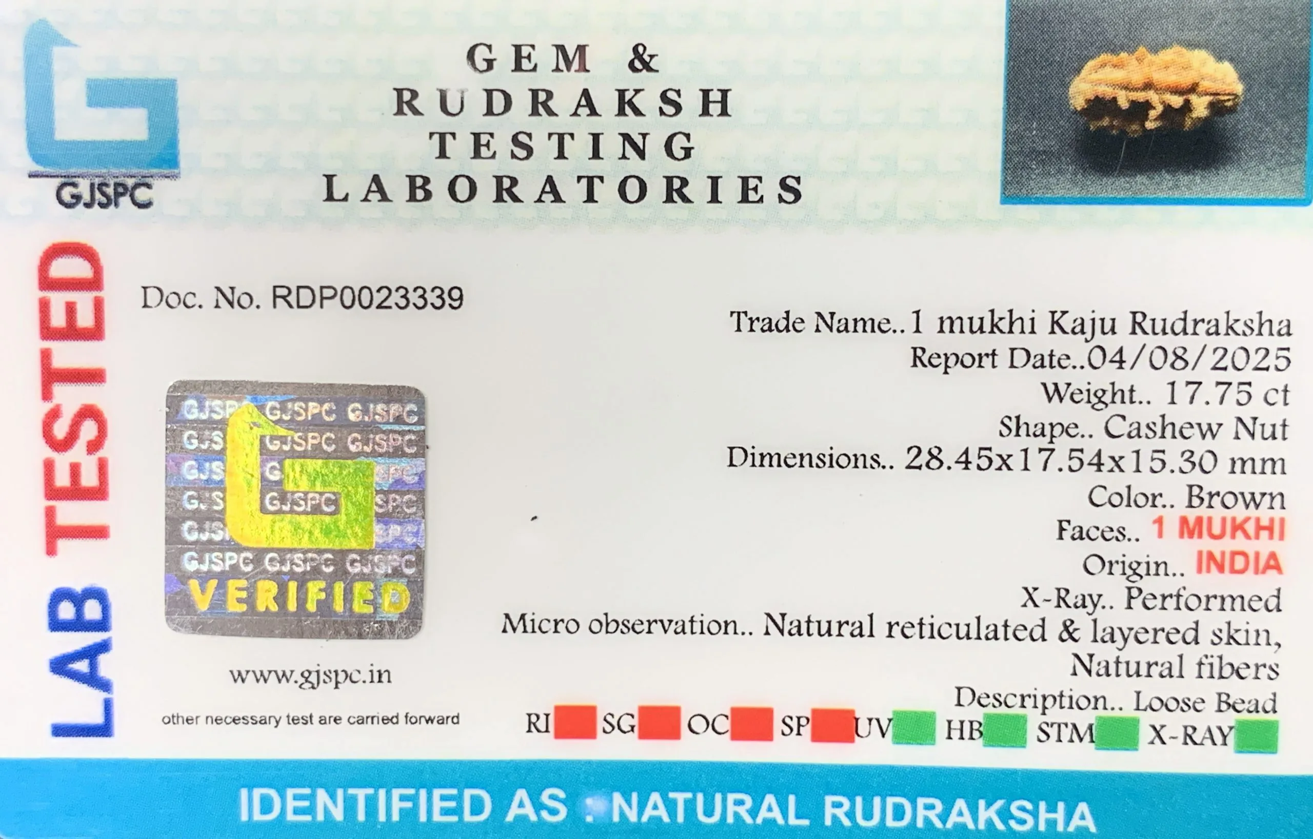 1 Mukhi Rudraksha (3.550g) view 2