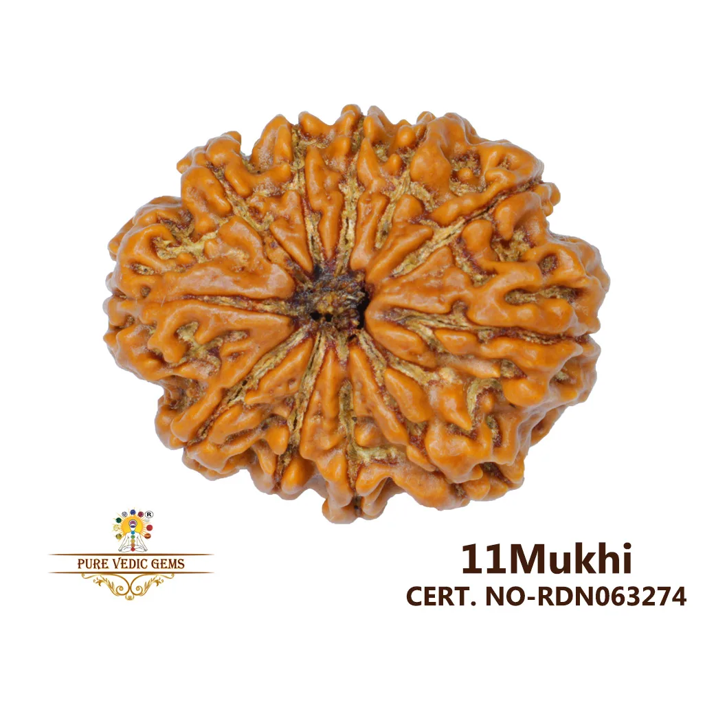 11 Mukhi Rudraksha (5.140g)
