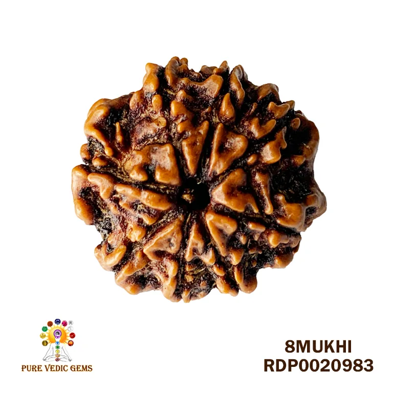 8 Mukhi Rudraksha (2.512mg)
