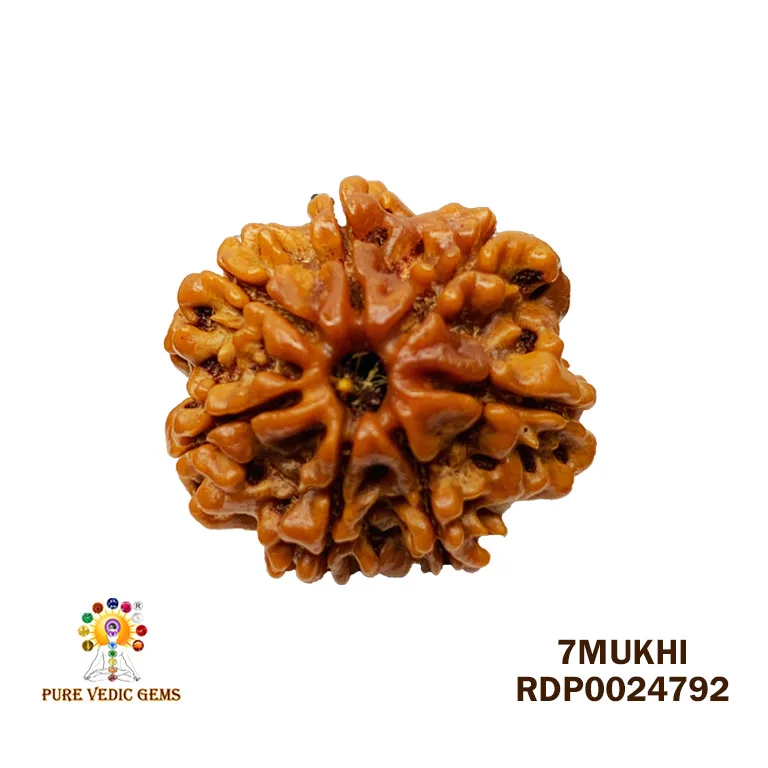 7 Mukhi Rudraksha (2.882g)