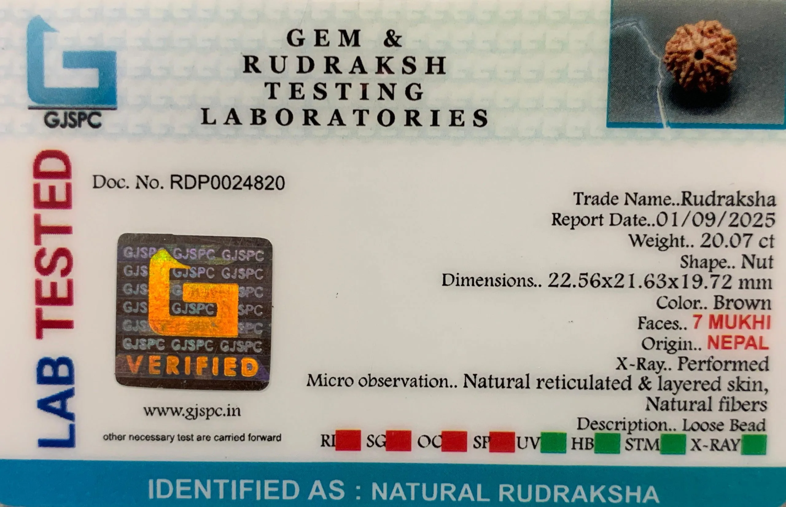 7 Mukhi Rudraksha (4.014g) view 2