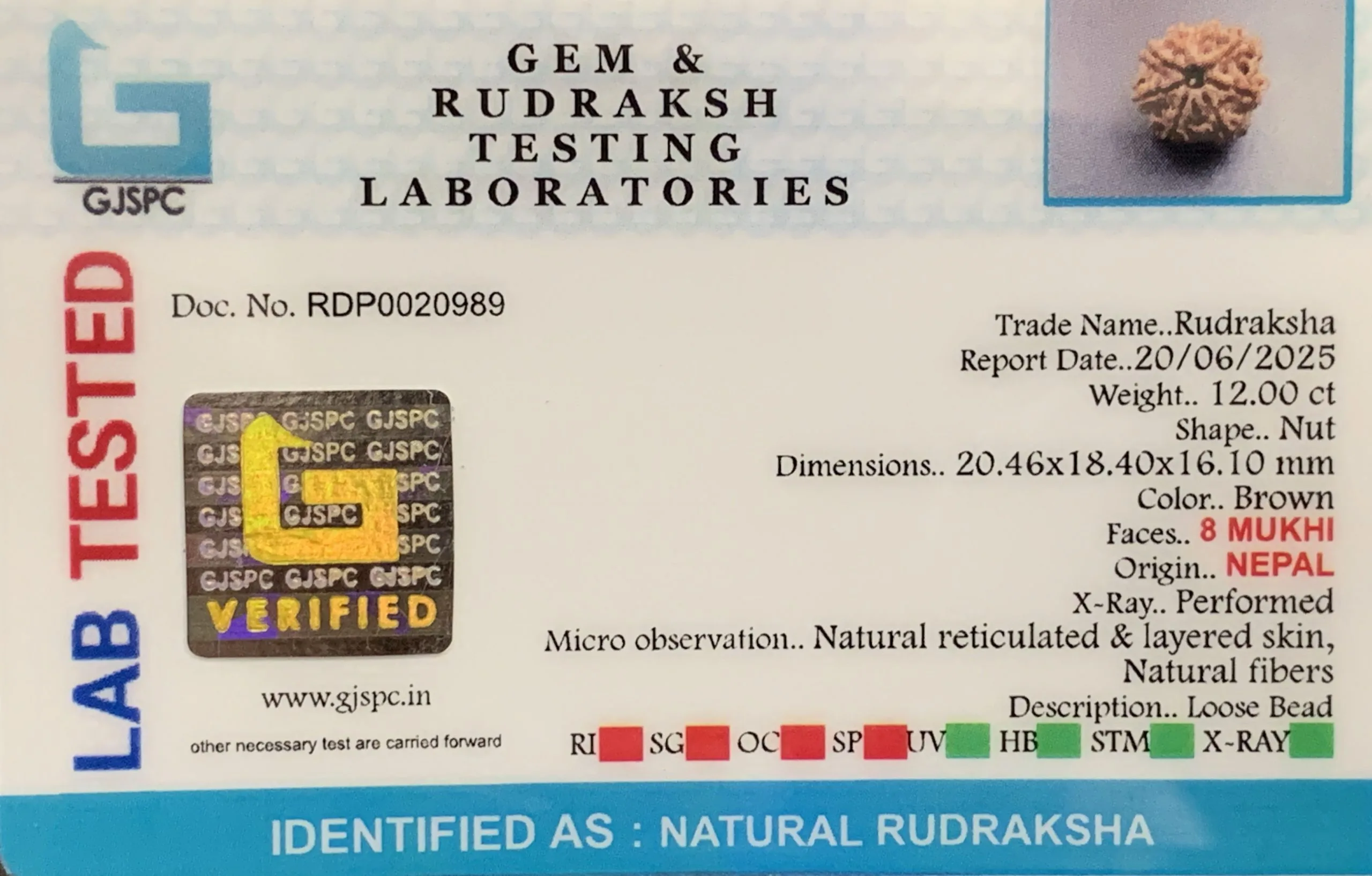 8 Mukhi Rudraksha (2.400mg) view 2