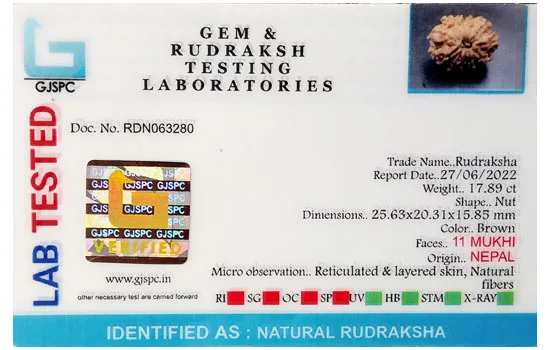 11 Mukhi Rudraksha (3.578g) view 2