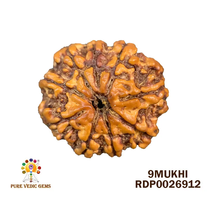 9 Mukhi Rudraksha (2.480g)
