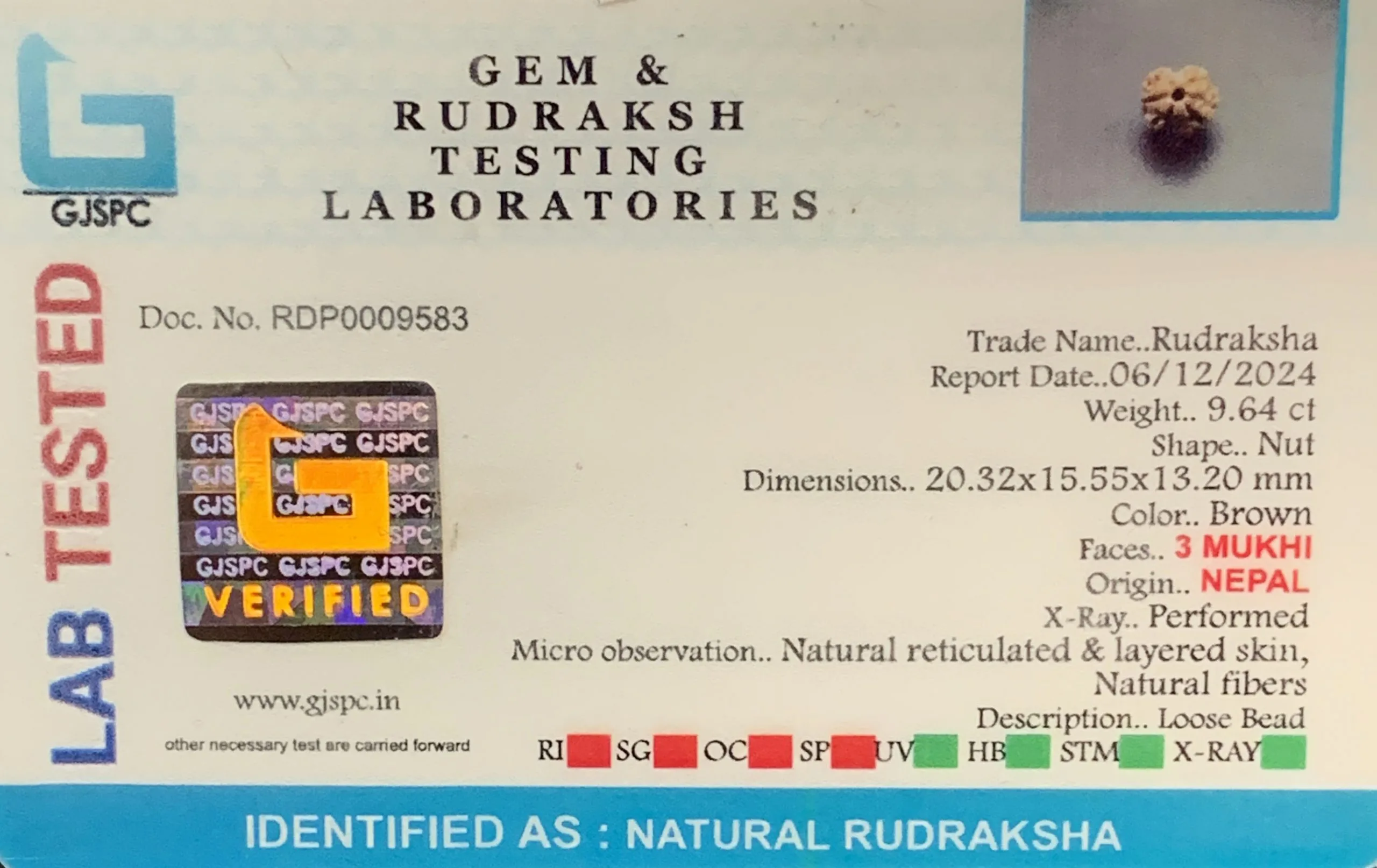 3 MUKHI Rudraksha (1.928g) view 2