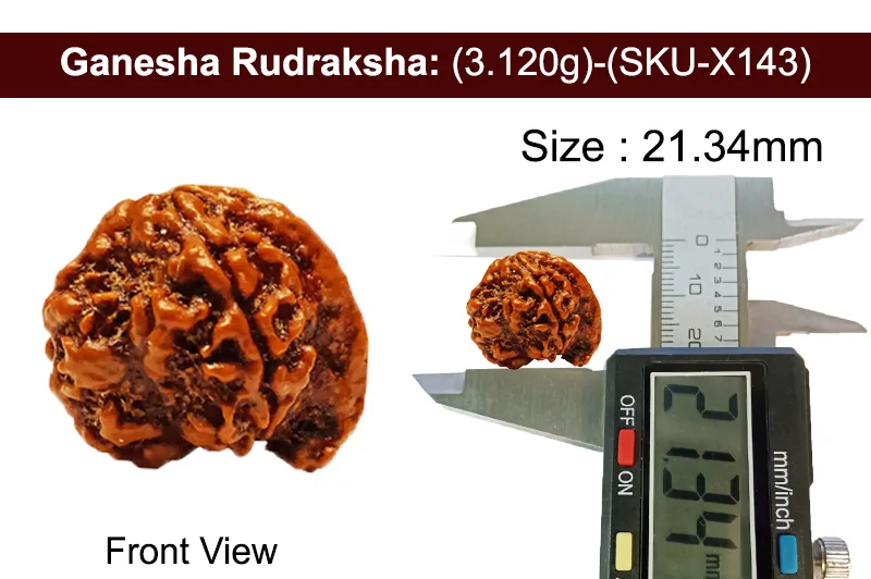 Ganesh Rudraksha (3.120g) view 3