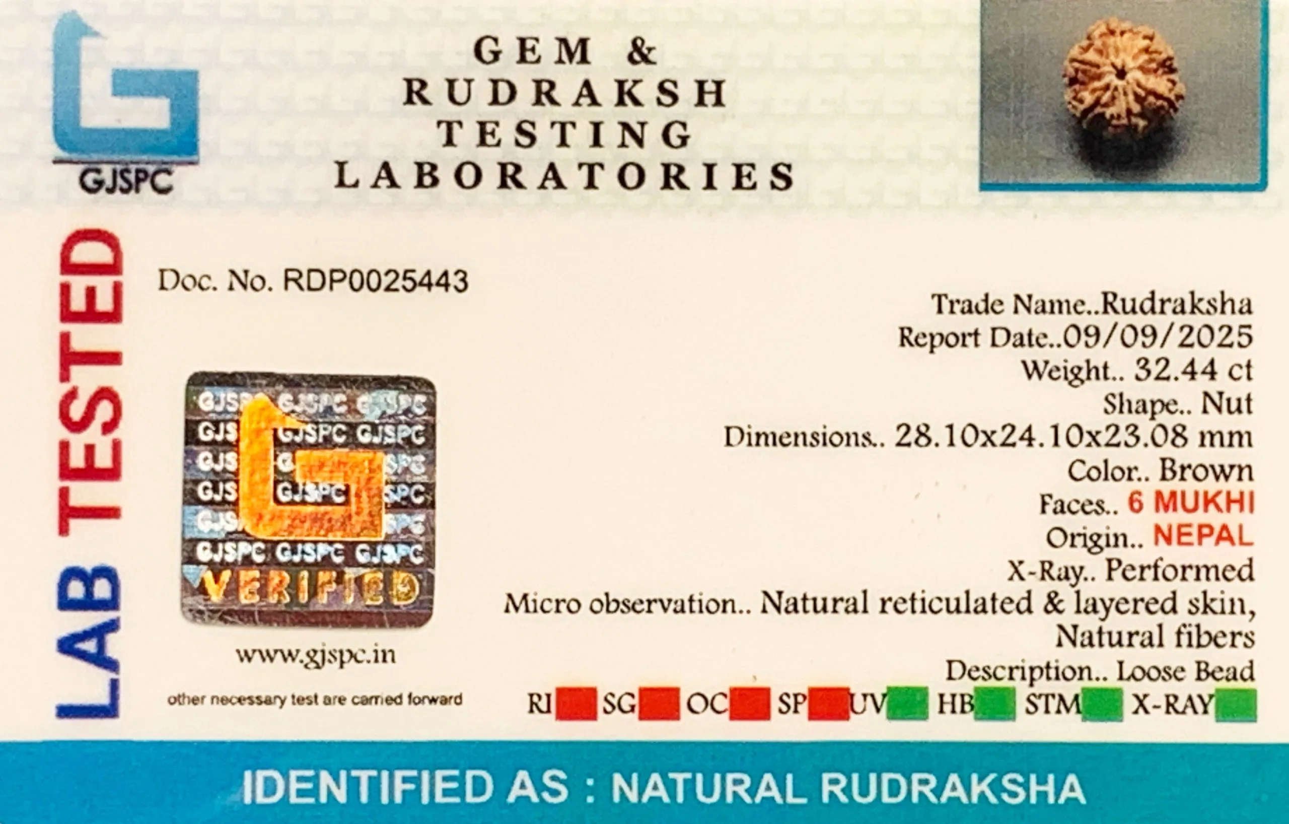 6 Mukhi Rudraksha (6.488g) view 2