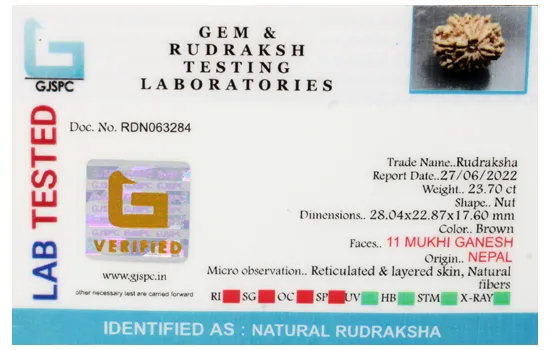 11 Mukhi Rudraksha (4.740g) view 3