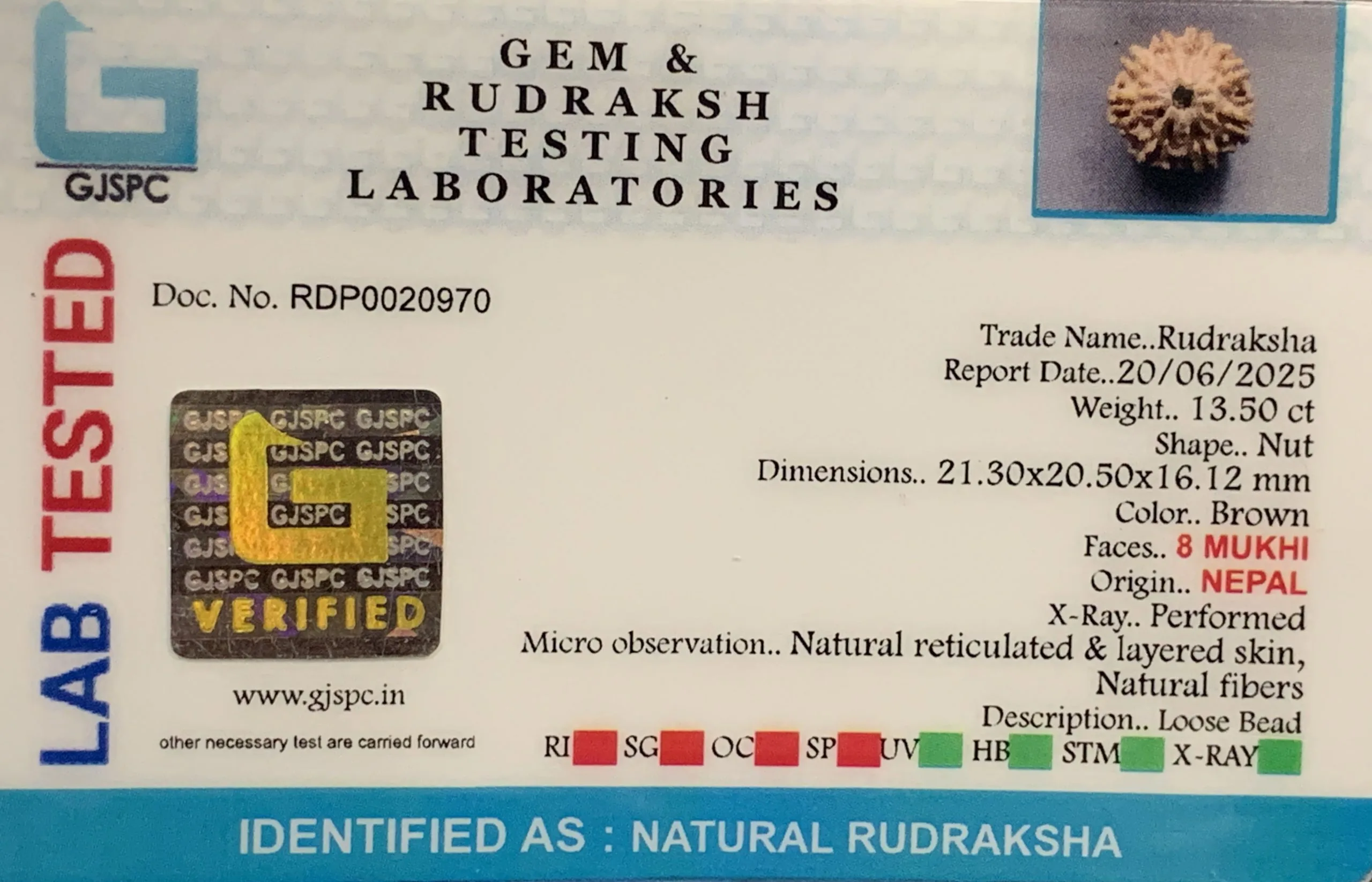 8 Mukhi Rudraksha (2.700mg) view 2
